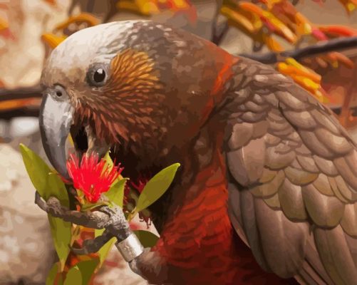 Kaka Bird With Metrosideros Robusta Flower Paint By Numbers