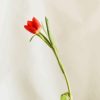 Tulipa Gesneriana Single Flower Paint By Numbers