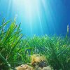 Underwater Grass Paint By Numbers