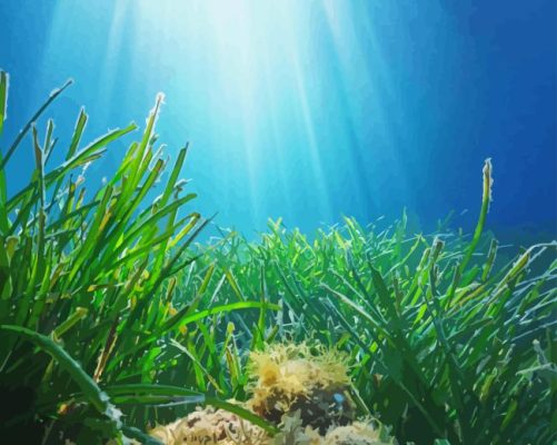 Underwater Grass Paint By Numbers