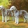 Bedlington Terrier Dogs Paint By Numbers