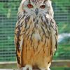 Beige Eurasian Eagle Owl Bird Paint By Numbers