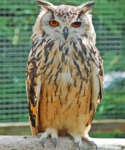 Beige Eurasian Eagle Owl Bird Paint By Numbers