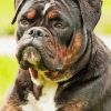 Black Old English Bulldog Paint By Numbers