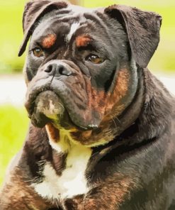 Black Old English Bulldog Paint By Numbers