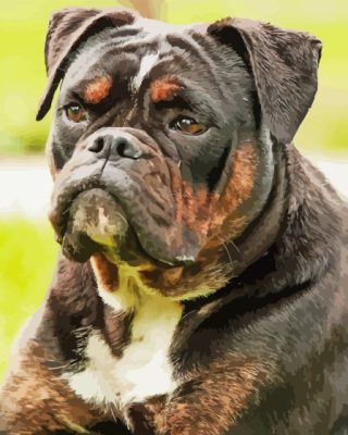 Black Old English Bulldog Paint By Numbers