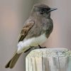 Black Phoebe Bird Paint By Numbers