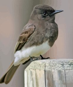 Black Phoebe Bird Paint By Numbers