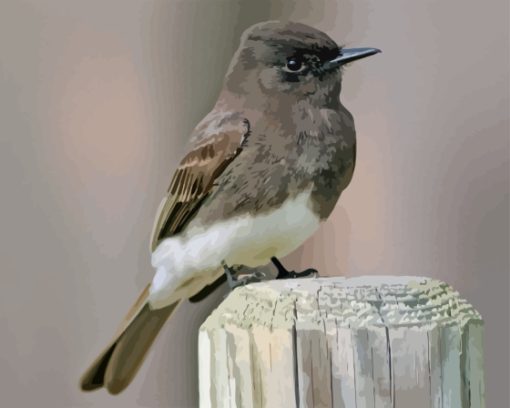 Black Phoebe Bird Paint By Numbers