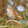 Cute Nightingale Bird Paint By Numbers