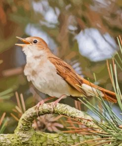 Cute Nightingale Bird Paint By Numbers