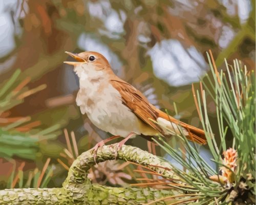 Cute Nightingale Bird Paint By Numbers