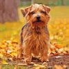 Cute Norfolk Terrier Paint By Numbers