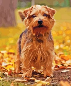 Cute Norfolk Terrier Paint By Numbers