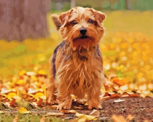 Cute Norfolk Terrier Paint By Numbers