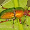 Golden Beetle Bug Paint By Numbers