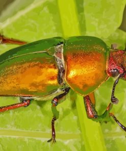 Golden Beetle Bug Paint By Numbers