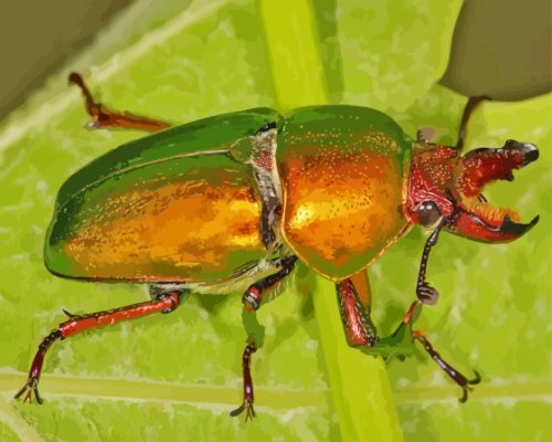 Golden Beetle Bug Paint By Numbers