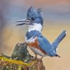 Grey Belted Kingfisher Paint By Numbers