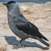 Jackdaw Black Bird Paint By Numbers