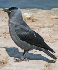 Jackdaw Black Bird Paint By Numbers