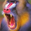 Mad Baboon Paint By Numbers