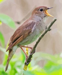 Nightingale Bird Paint By Numbers