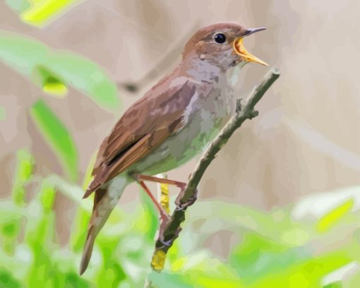 Nightingale Bird Paint By Numbers