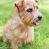 Norfolk Terrier Paint By Numbers