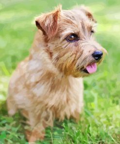 Norfolk Terrier Paint By Numbers