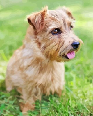 Norfolk Terrier Paint By Numbers