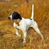 Pointer Hunting Dog Paint By Numbers