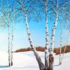 Snow White birches Paint By Numbers