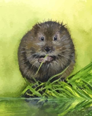 Water Vole Paint By Numbers