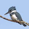 White And Grey Belted Kingfisher Paint By Numbers