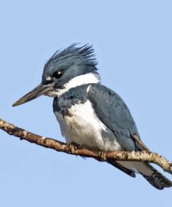 White And Grey Belted Kingfisher Paint By Numbers