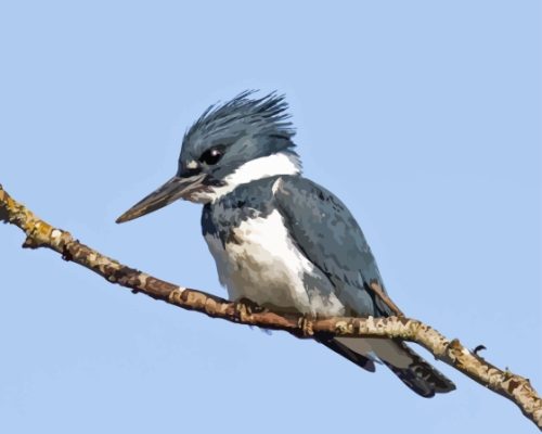 White And Grey Belted Kingfisher Paint By Numbers