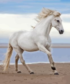 White Horse At Beach Paint By Numbers