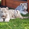 White Tiger Cubs Paint By Numbers