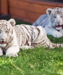 White Tiger Cubs Paint By Numbers