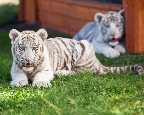 White Tiger Cubs Paint By Numbers