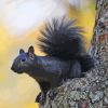 Black Squirrel On Tree Paint By Numbers