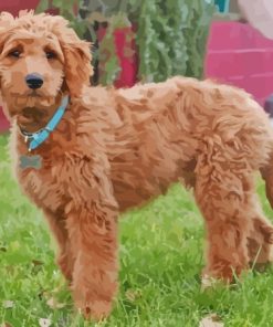 Brown Aussiedoodle Dog Paint By Numbers