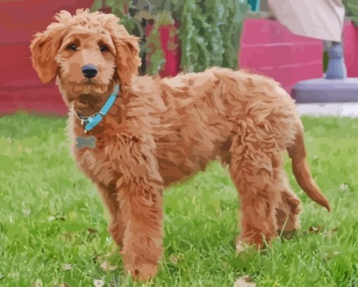 Brown Aussiedoodle Dog Paint By Numbers