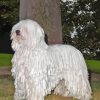 Cute Komondor Dog Paint By Numbers