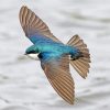 Flying Tree Swallow Paint By Numbers