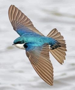 Flying Tree Swallow Paint By Numbers