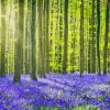 Forest Bluebell Meadow Paint By Numbers