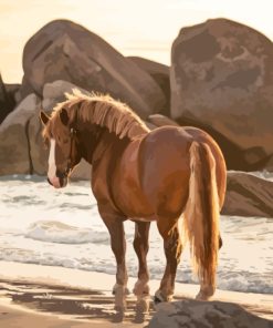 Horse Beach Paint By Numbers