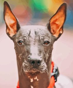 Mexican Hairless Puppy Paint By Numbers